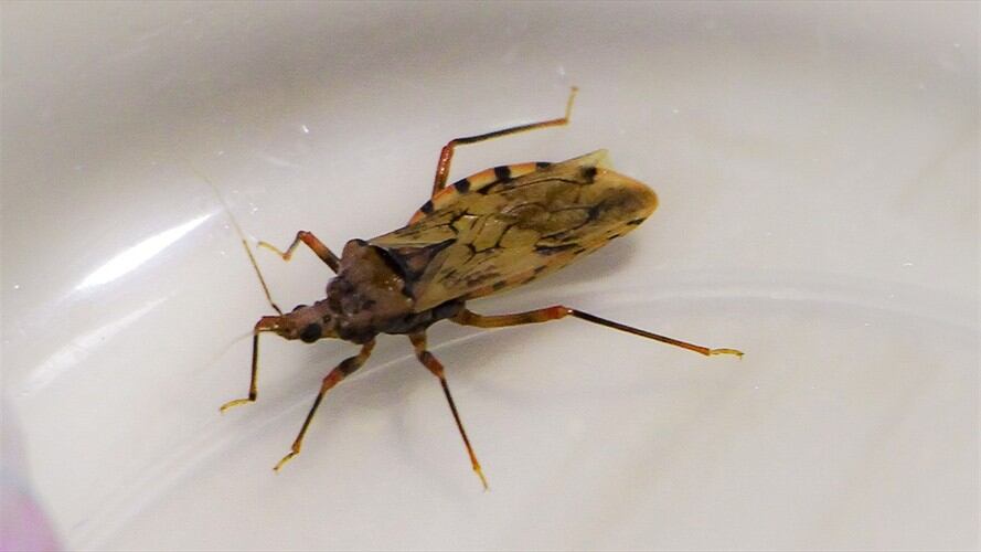 Insecto responsable de la transición de la enfermedad . Foto: Colprensa.