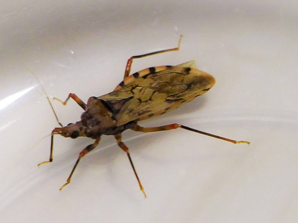 Dos menores murieron a causa el mal de chagas en el Atlántico