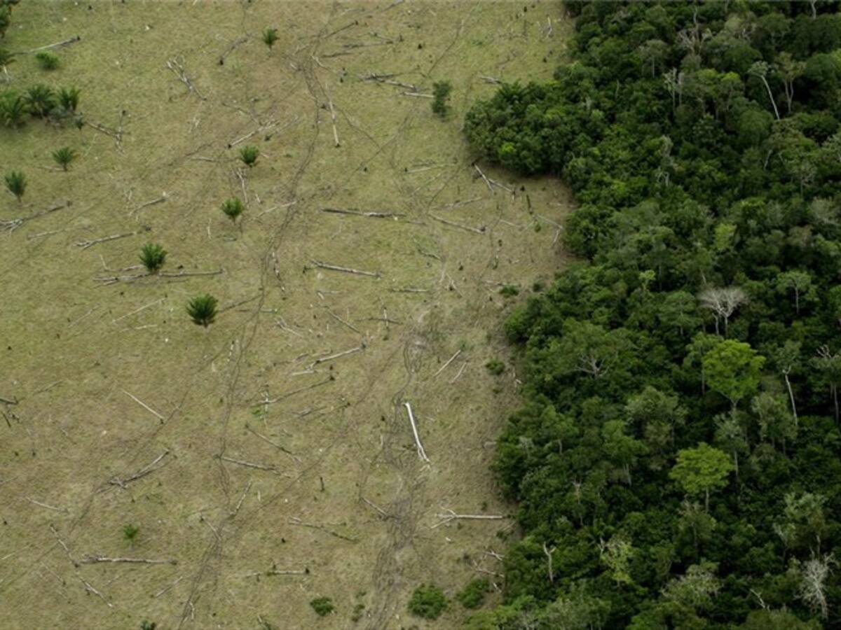 ICA y Parques Nacionales de Colombia adoptan medidas para enfrentar deforestación