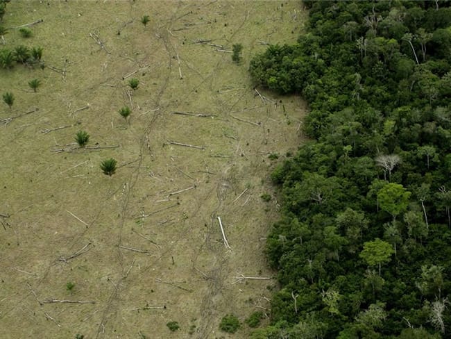 Imagen de referencia de deforestación. Foto: Getty Images / LeoFFreitas