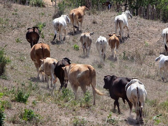 Pérdidas económicas por fiebre aftosa ponen en alarma a ganaderos en Boyacá. Foto: Colprensa
