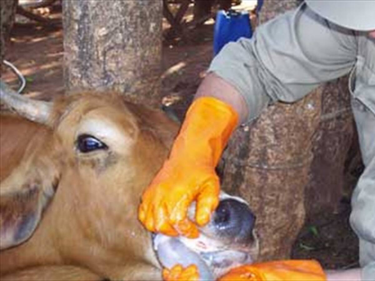 Gobierno espera recuperar estatus de país libre de fiebre aftosa en máximo un mes