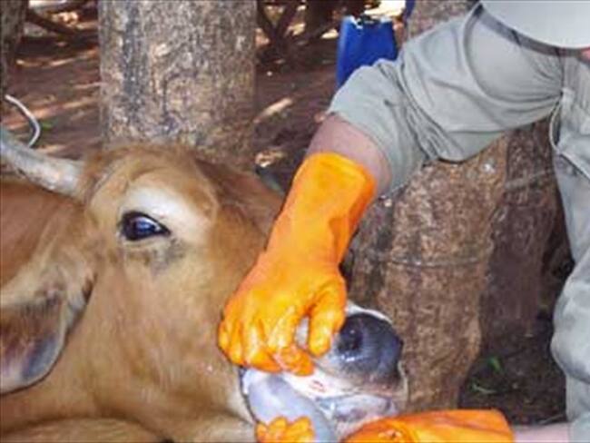 Gobierno espera recuperar estatus de país libre de fiebre aftosa en máximo un mes. Foto: Colprensa
