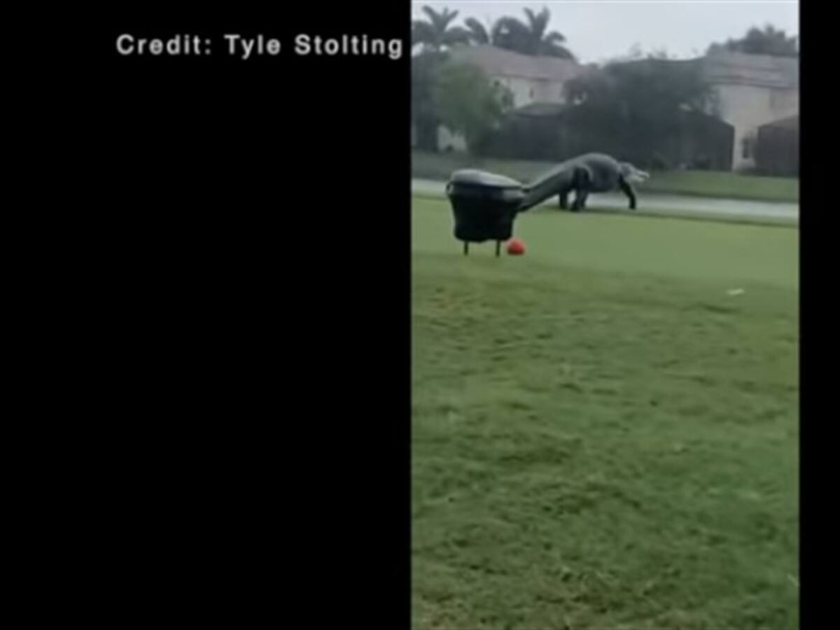 Intimidante cocodrilo apareció en Florida tras el paso del huracán ETA