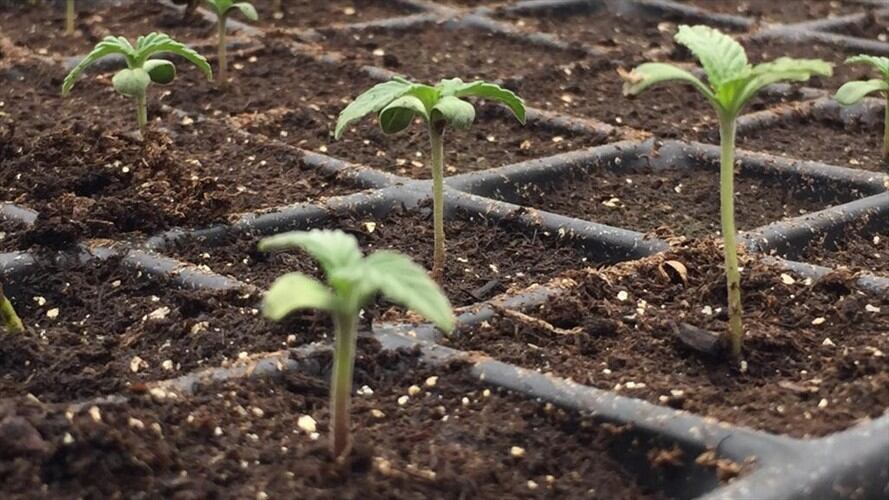 El estudio se hizo para la empresa Medcann y evidencia que la población colombiana tiene experiencia en el uso de cannabis con fines medicinales.. Foto: Colprensa