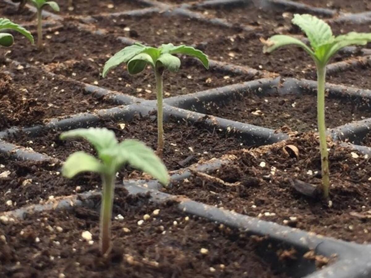 Colombianos reconocen potencial medicinal de la marihuana, según estudio de Econcept