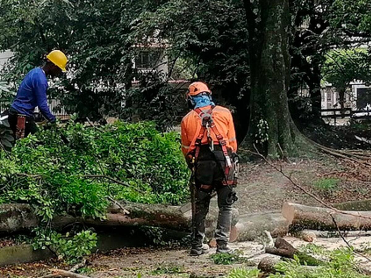 Dagma denuncia a contratistas que estarían cobrando por talar árboles en Cali