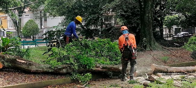Los contratistas estarían cobrando entre 200 mil y 4 millones de pesos para desarrollar la tala de árboles en la ciudad de Cali. Foto: Alcaldía de Cali.