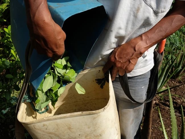 Cultivadores de coca. Foto: Getty Images.