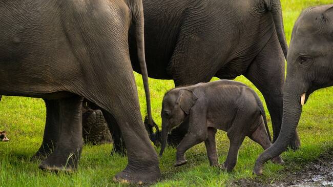 Asumí donde estaba su corazón partiendo de la teoría humana y un video que vi en internet: Mana Srivate. Foto: Getty Images
