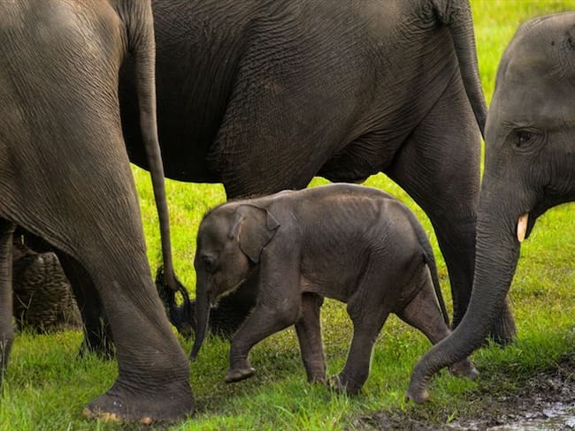 Asumí donde estaba su corazón partiendo de la teoría humana y un video que vi en internet: Mana Srivate. Foto: Getty Images