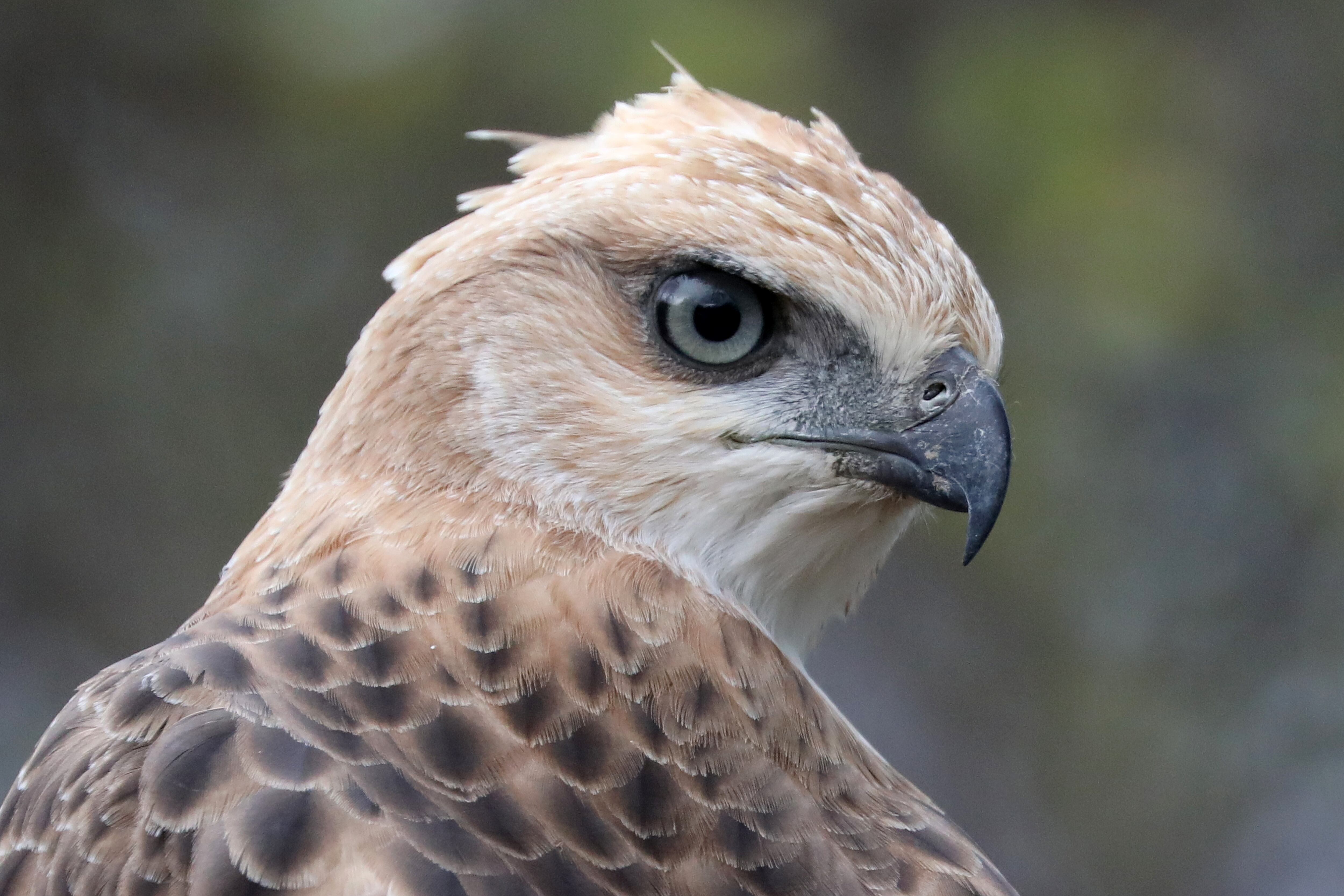 A Crested Hawk-eagle or Changeable Hawk-eagle is seen at Yala National Park (also known as Ruhunu National Park), some 260kms Southeast of capital Colombo on August 10, 2019. Yala National Park is the second-largest and the most popular national park in Sri Lanka. Many visitors of Yala National Park hope to catch a glimpse of the majestic Sri Lankan leopard and Yala is one of the highest leopard densities in the world. This is home to 44 mammal species and 215 bird species including  Asian Elephants, Crocodiles, Water Buffalos, Peacocks, White-bellied, Sea Eagles, Painted Strokes, Wild boar and Blue-tailed bee-eaters. (Photo by Sanka Vidanagama/NurPhoto via Getty Images)