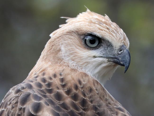 Matan a más de 300 águilas cuaresmeras en el Tolima