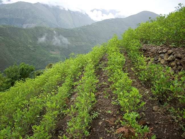 Cultivos de coca imagen de referencia. Foto: Getty Images