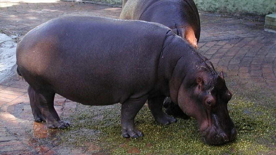 Hipopótamos fueron declarados especies invasoras en Colombia. Foto: Colprensa / ARCHIVO