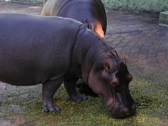 Hipopótamos fueron declarados especies invasoras en Colombia. Foto: Colprensa / ARCHIVO