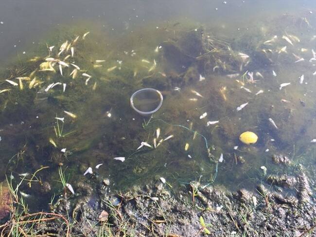 Mortandad de peces en Ciénaga de Maríalabaja. Foto: La W/ Leidys Rivero.