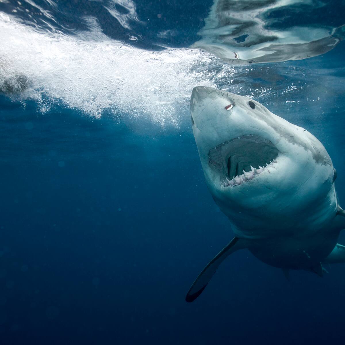 Investigan muerte de un tiburón en playas del municipio de Moñitos, Córdoba