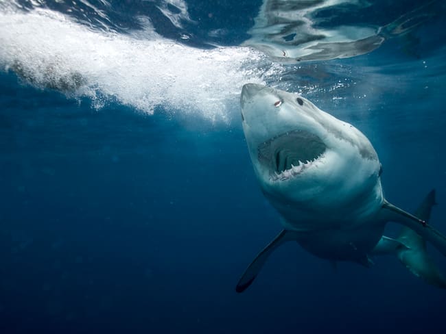 Tiburón blanco. Getty Images (referencia).