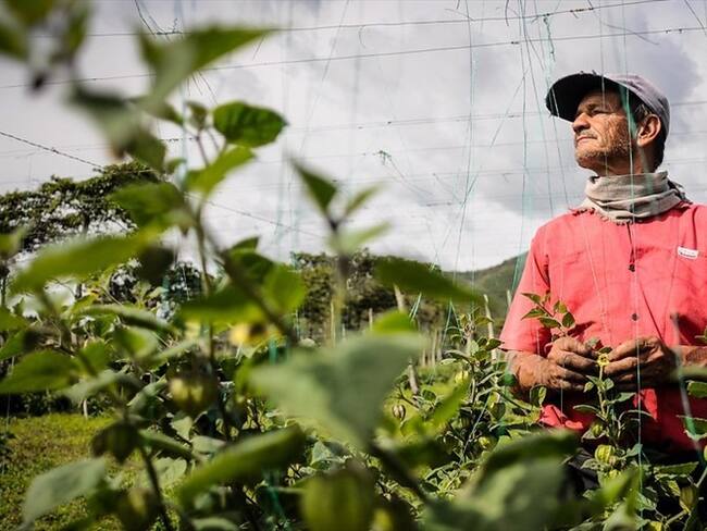 Para no perder las cosechas, anuncian el gran mercado campesino