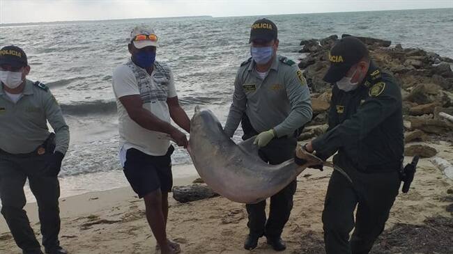 Hallan delfín muerto en el municipio de San Antero. Foto: Cortesía