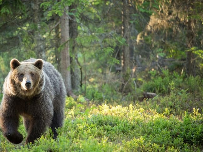 Imagen de referencia. Foto: Getty Images