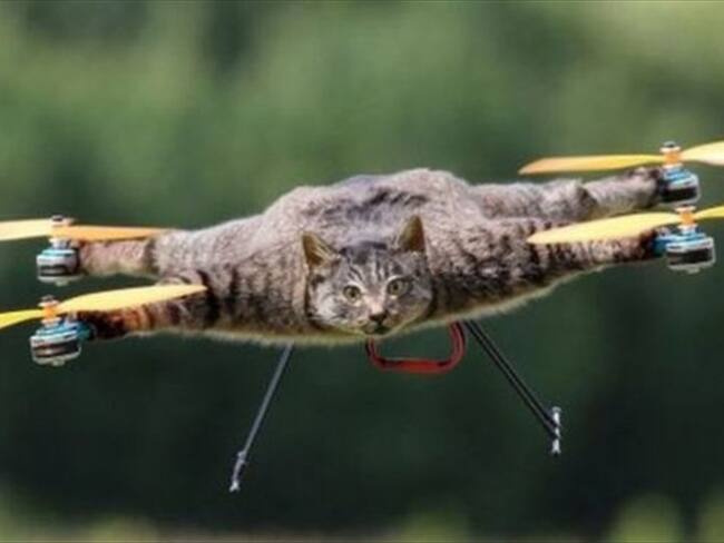 Jansen quiso hacerle un monumento a su gato mascota, Orville, que comparte su nombre con el pionero de la aviación Orville Wright.. Foto: BBC Mundo