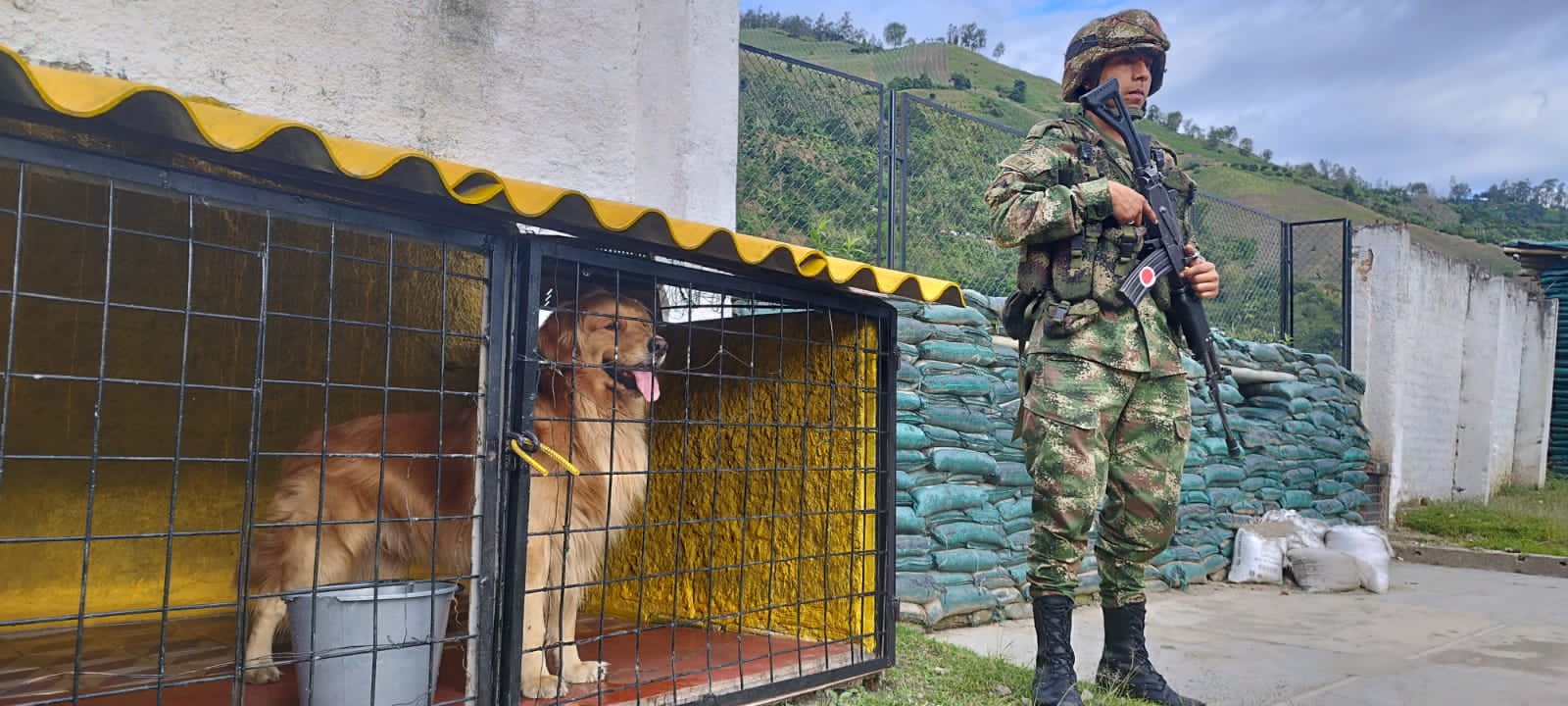 Killer es un labrador retriever que hace parte del Ejército Nacional. Nació el 23 de abril del 2016, y su formación la realizó en el Centro de Entrenamiento de la Sexta Brigada. Foto: Suministrada.