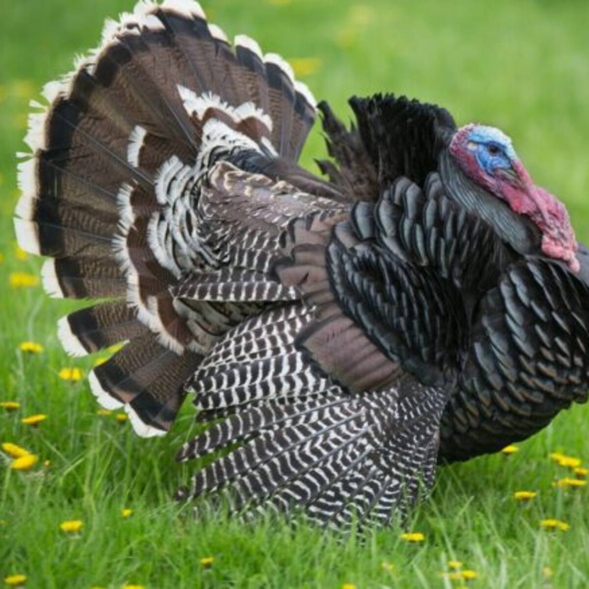 Concejal de Villa de Leyva le dio licor a un pavo, ¿podría ser sancionado?