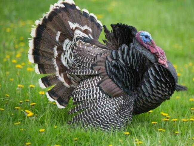 Concejal de Villa de Leyva le dio licor a un pavo ¿podría ser sancionado?