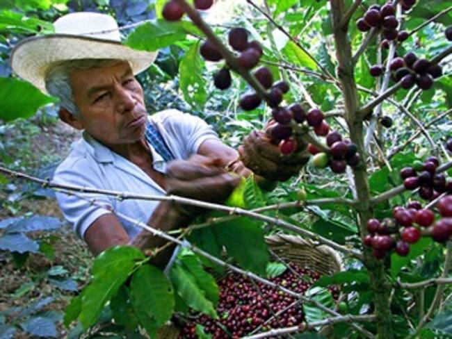 Cafeteros logran acuerdo con el Gobierno para acceder a beneficios económicos en su vejez