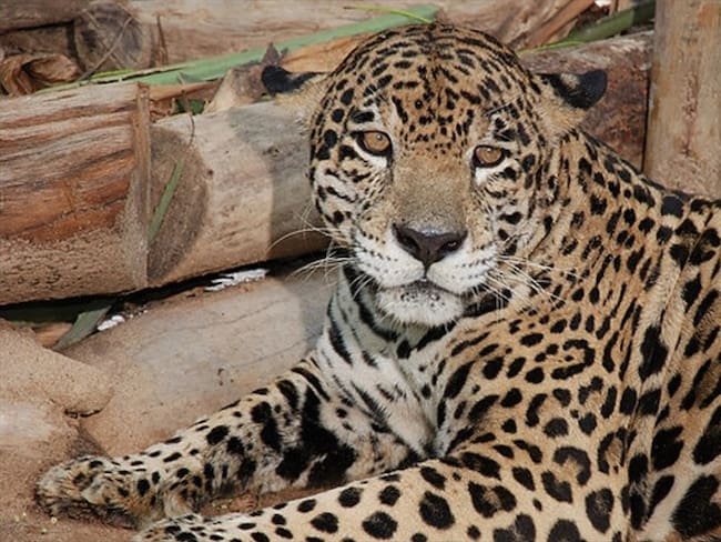 Hallan primer jaguar en bosques de Cundinamarca. Foto: Colprensa