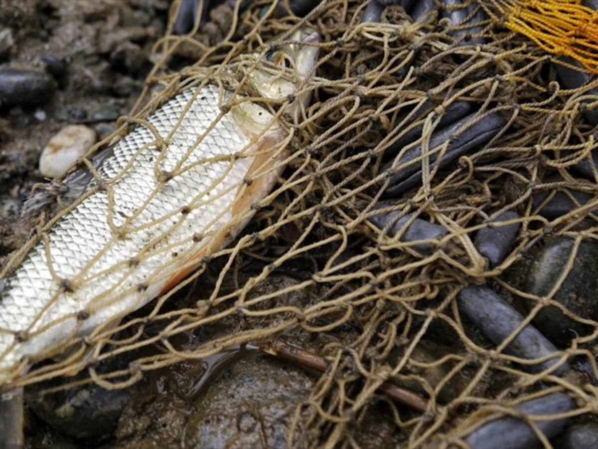 Preocupación en el gremio de pescadores artesanales por obligación de cambio de motores