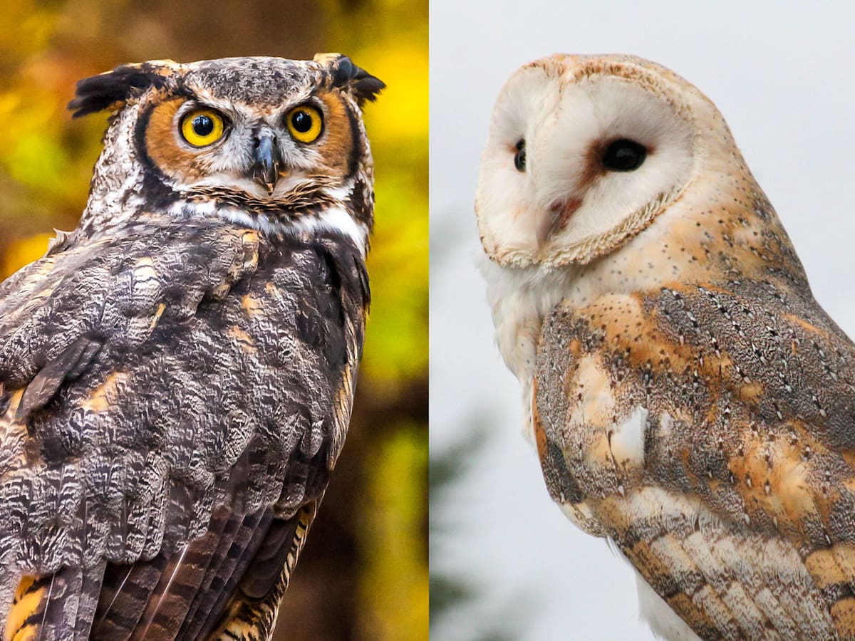 Diferencias y similitudes entre búho y lechuza: ¿son el mismo animal?