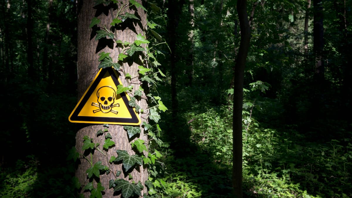 Estas son las 8 plantas más venenosas del mundo, ¿alguna se encuentra en Colombia?