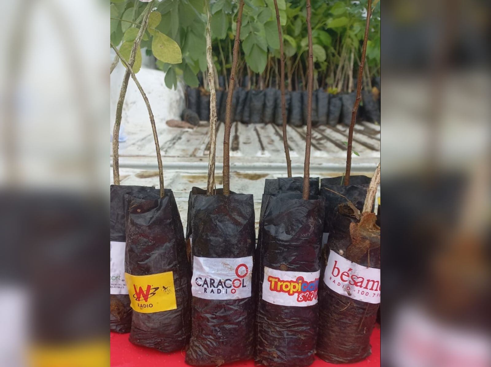 W Radio dona árboles en el día de Mundial de la Tierra.