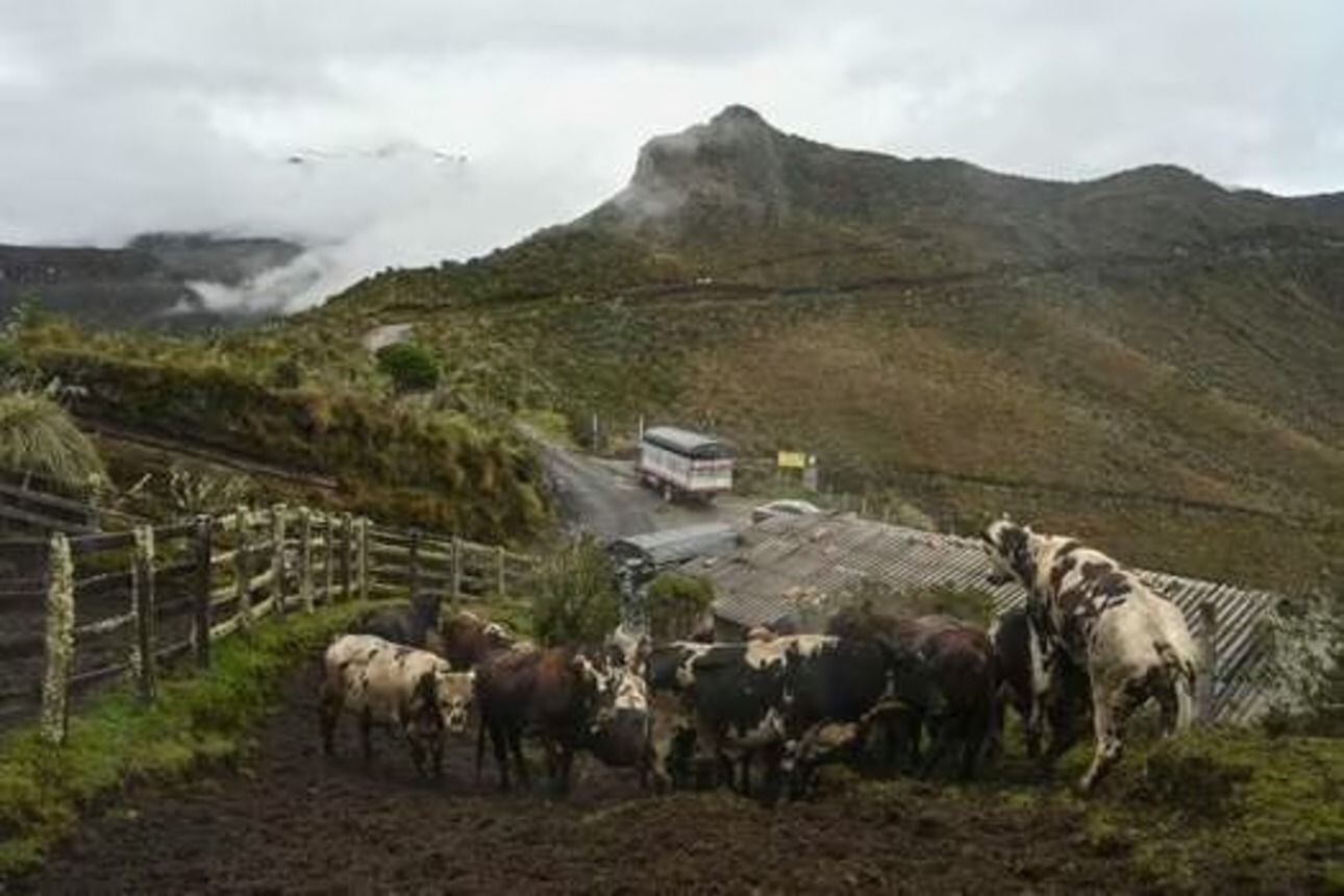Animales de zonas cercanas al volcán Nevado del Ruiz / Foto: AFP