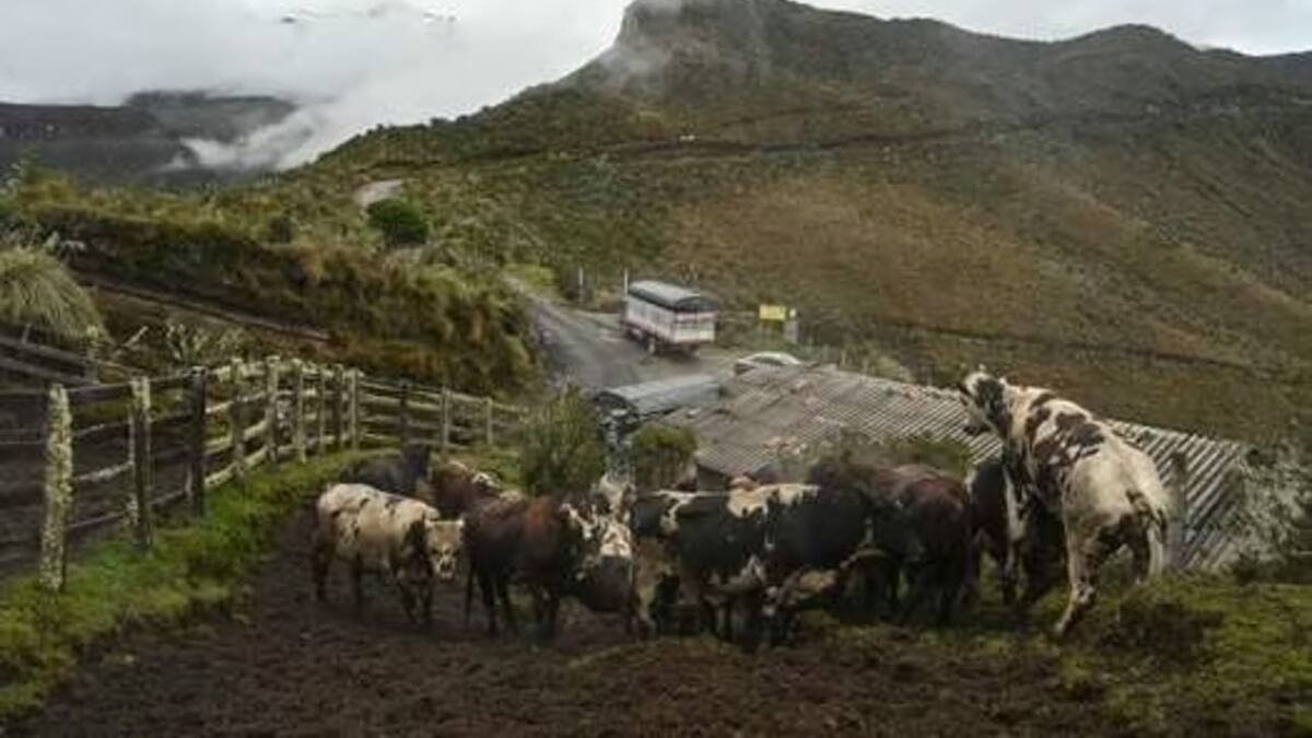 En Risaralda no evacuarán animales ante riesgos del volcán, serán autoalbergados