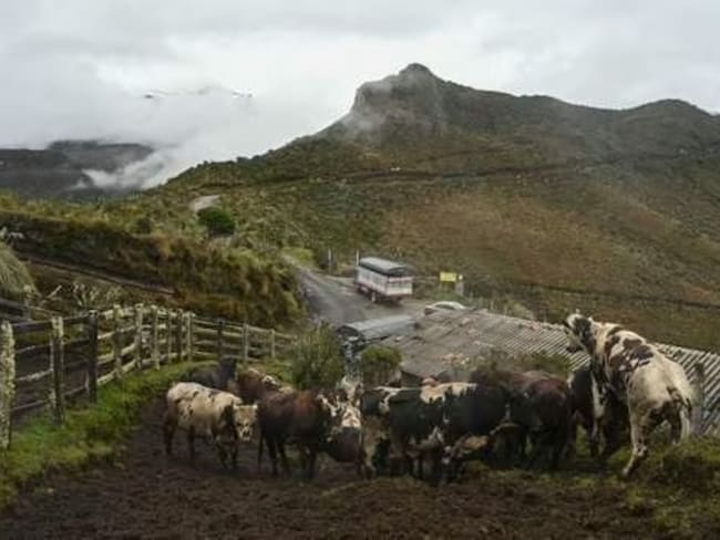 Animales de zonas cercanas al volcán Nevado del Ruiz / Foto: AFP