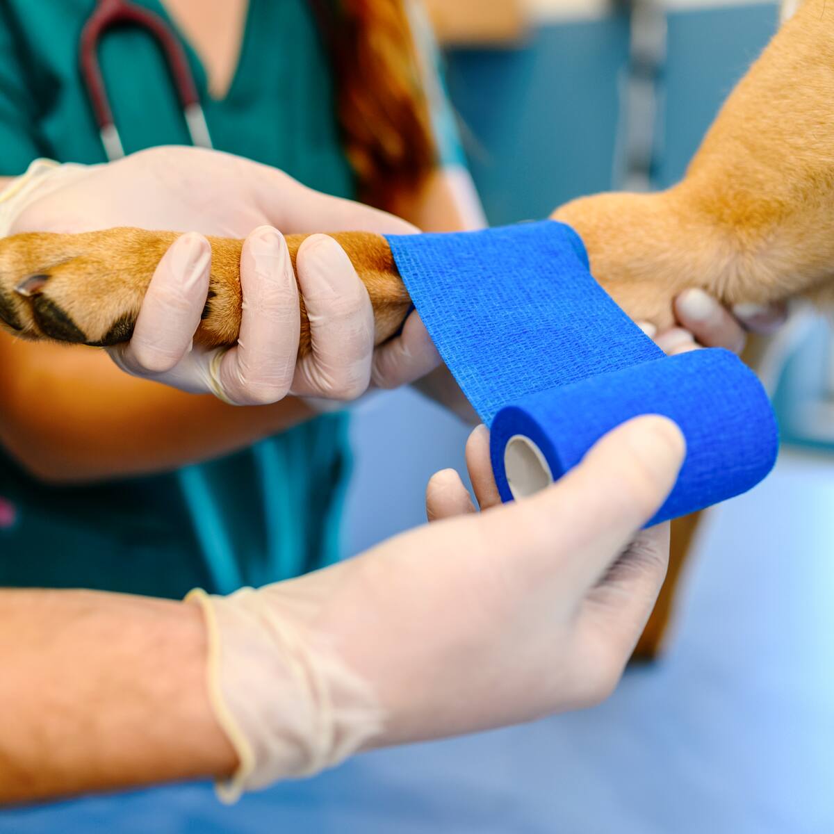 Hombre que habría atacado a un perro en Antioquia se entregó ante las autoridades: esto se sabe