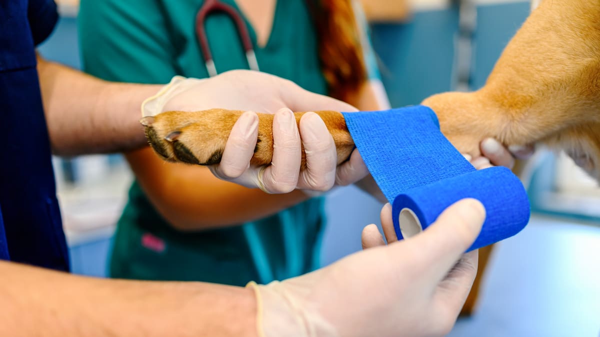 Hombre que habría atacado a un perro en Antioquia se entregó ante las autoridades: esto se sabe