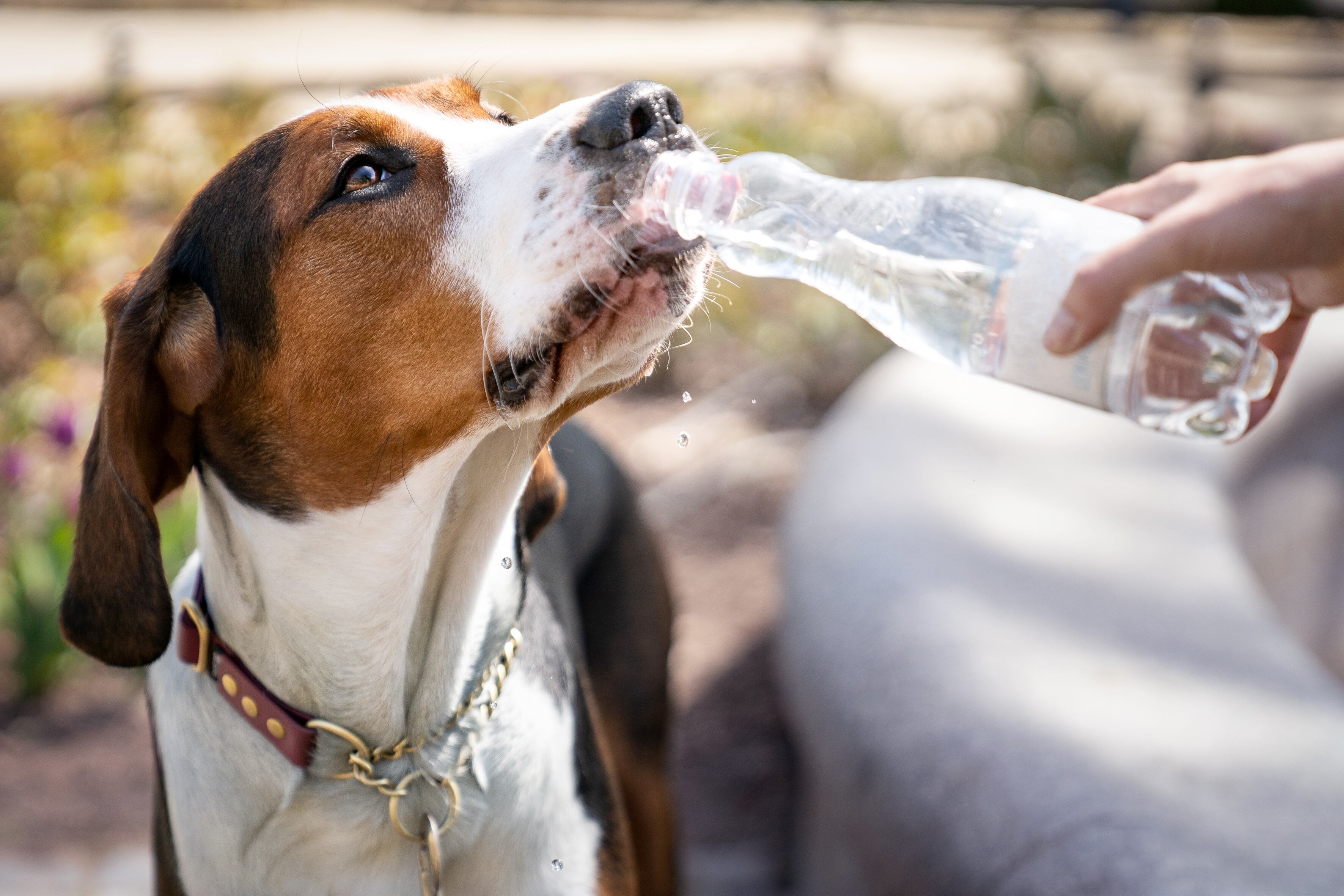 Calor en mascotas. Foto: Anita Kot vía Getty Images. 