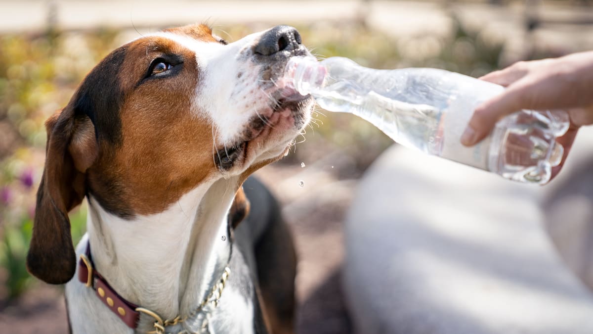 ¿Cómo proteger del calor a su mascota en estas vacaciones de verano? Esto dice National Geographic