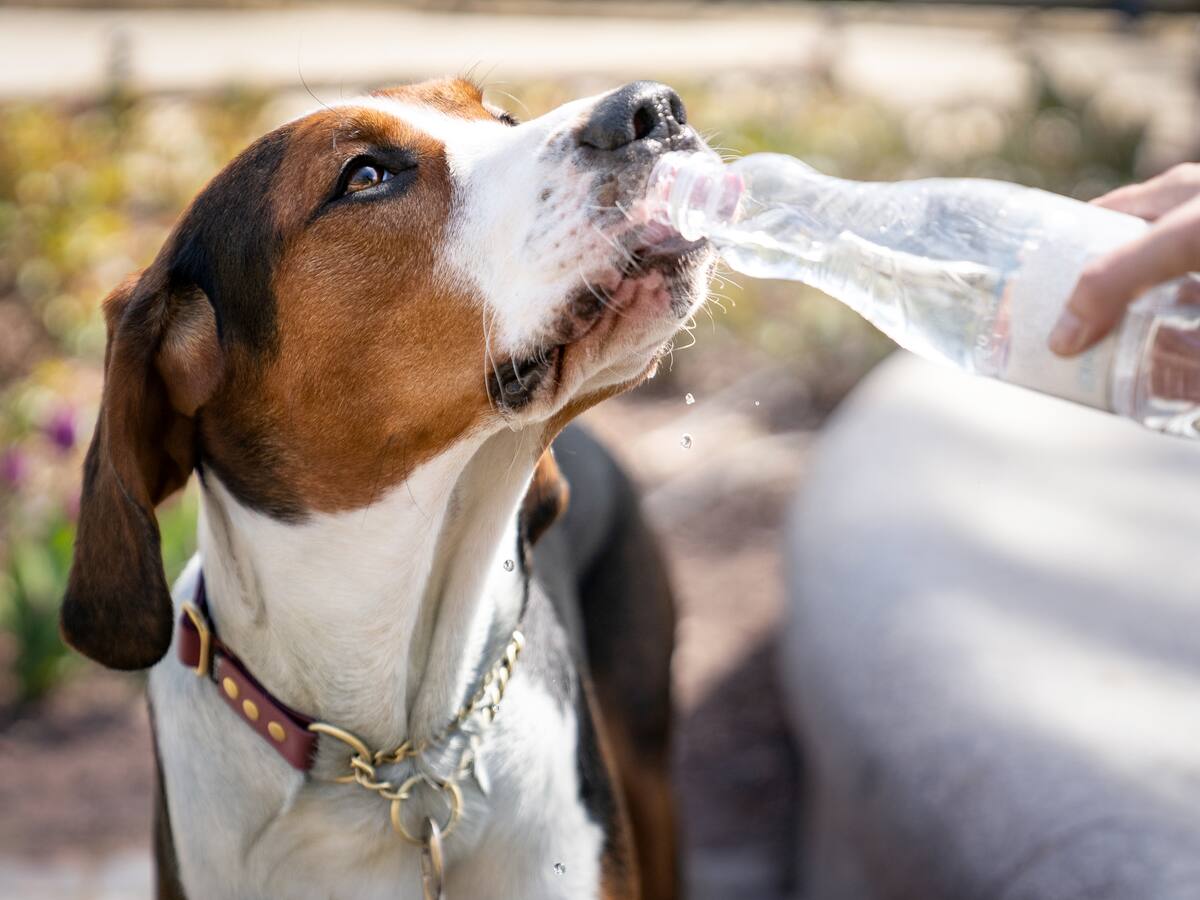 ¿Cómo proteger del calor a su mascota en estas vacaciones de verano? Esto dice National Geographic