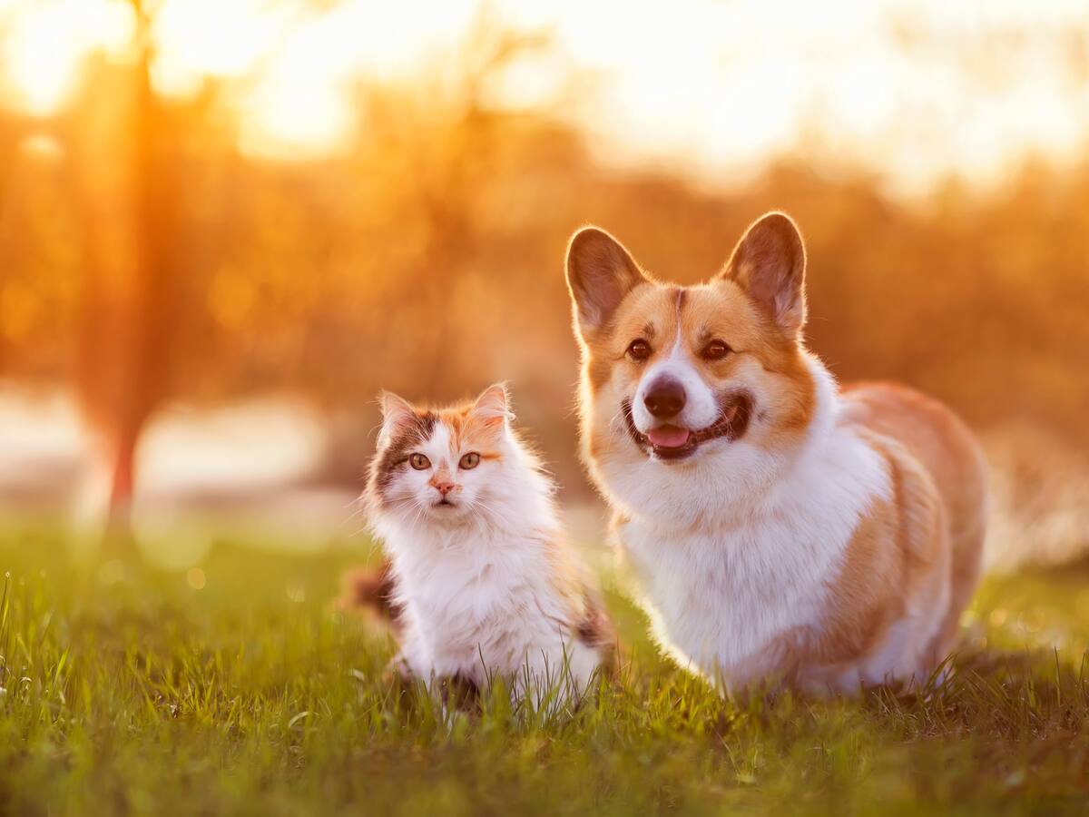 Puntos de vacunación contra la rabia para sus mascotas en Bogotá