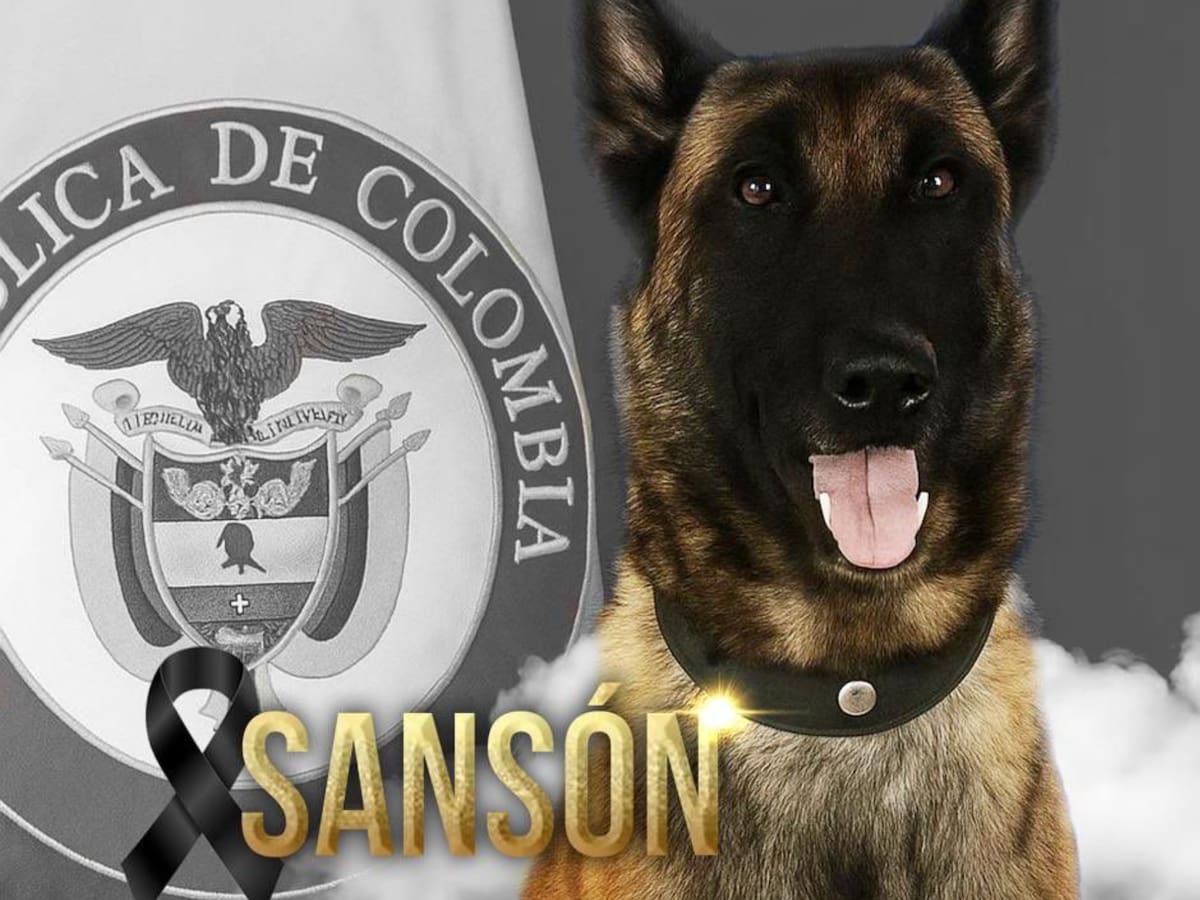 Muere Sansón, perro del Ejército herido por mina antipersonal en Yondó, Antioquia