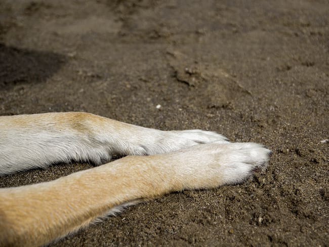 Imagen de referencia de un perro. Foto: Kinga Krzeminska/Getty Images