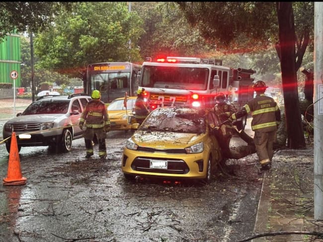 Caídas de árboles y daños en redes de servicio público