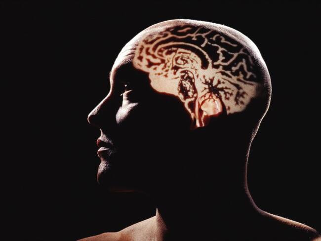 Por qué la ciencia necesita con urgencia tu cerebro. Foto: Getty Images