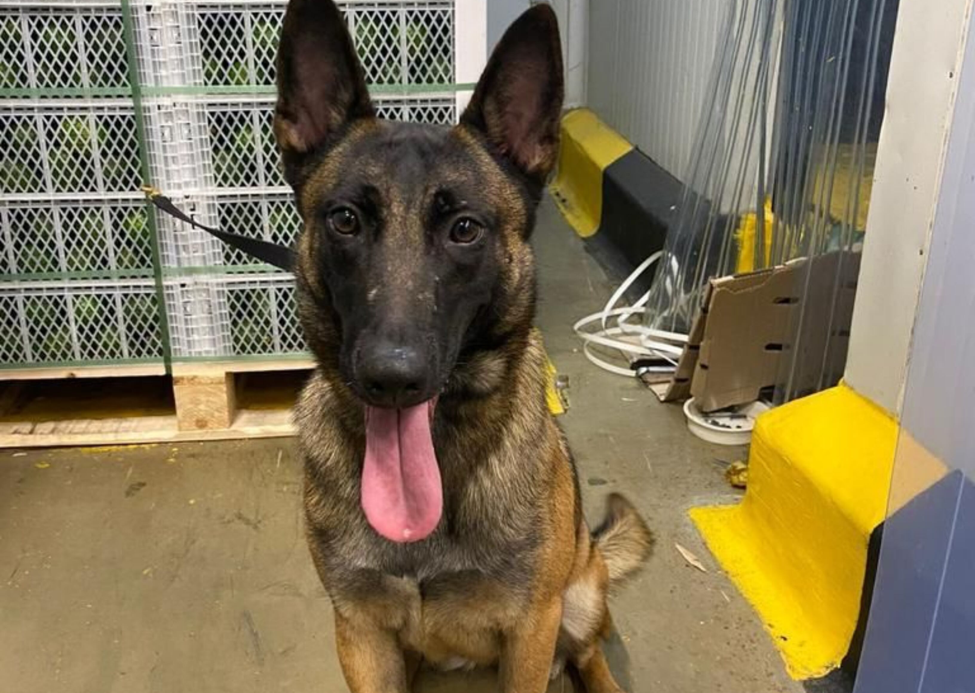 Kenia, perra antinarcóticos | Foto: Policía Nacional